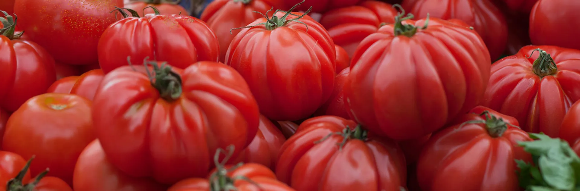 GTPS 2026 - Tomatoes - Beefsteak | UC Master Gardener Program of